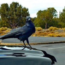 Raven on the parking lot of the Desert View Visitor Center